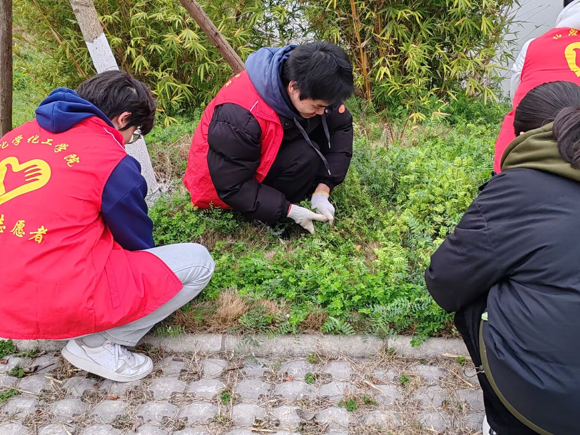 阳春三月学雷锋锄草护绿我先行我院组织学生参与志愿除草活动